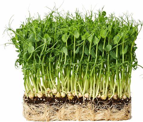 Pea Shoots