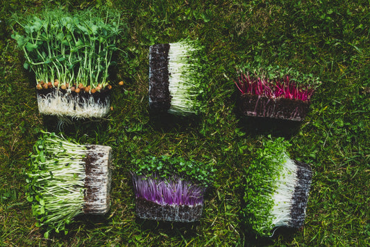 From Seed to Superfood: The 7-Day Transformation