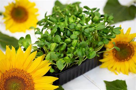 Microgreens vs. Sprouts: What’s the Difference?
