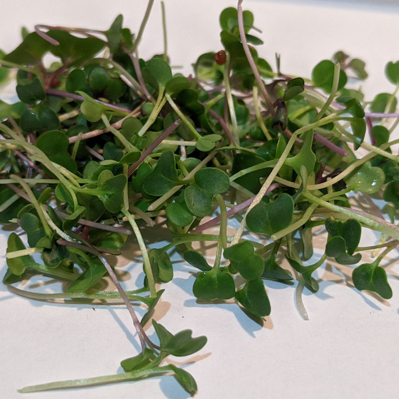 Vital Green Mix
