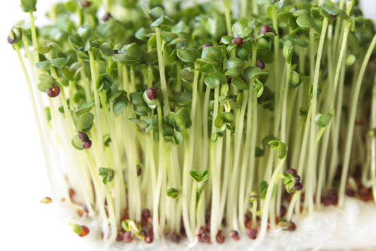Broccoli Microgreens