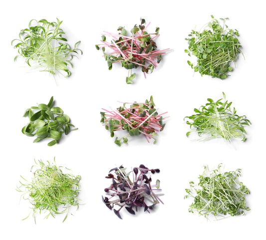 Arugula Microgreens