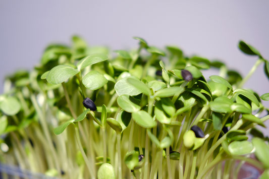 Sunflower Shoots