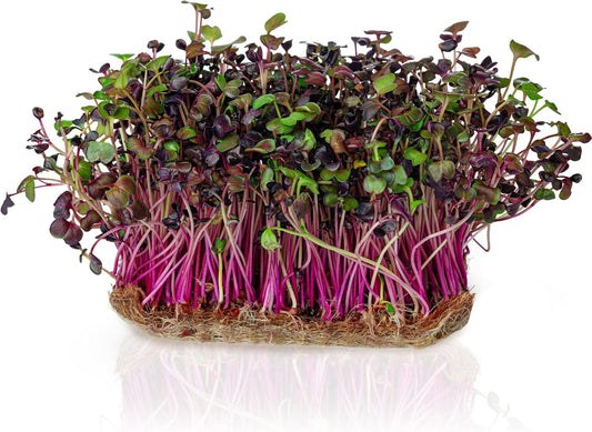 Radish Microgreens